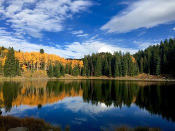 Reflection of trees in water