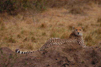 View of a cat on field
