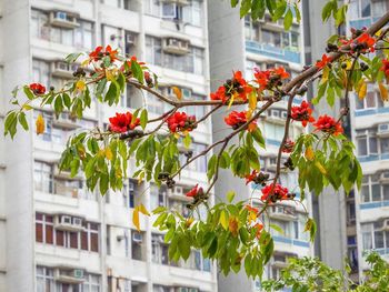 Flowers blooming in balcony of building
