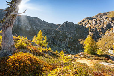 Plants growing on land against sky