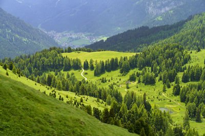 Scenic view of pine trees in forest