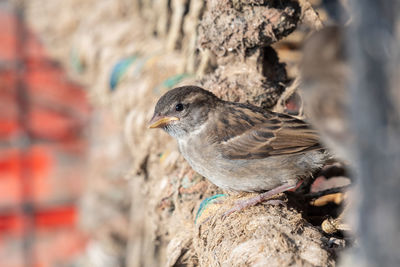 Close-up of bird perching on rock