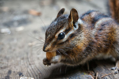 Close-up of chipmunk eating corn nut