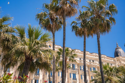 palm tree