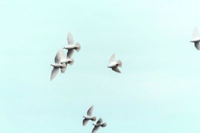 Swan flying against clear sky