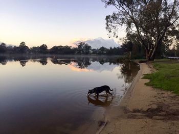 Scenic view of lake at sunset