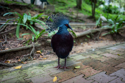 Close-up of bird perching on footpath