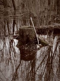 Reflection of trees in water