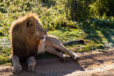 Lion relaxing on a field