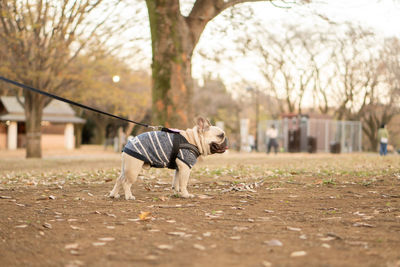 Dog standing in park