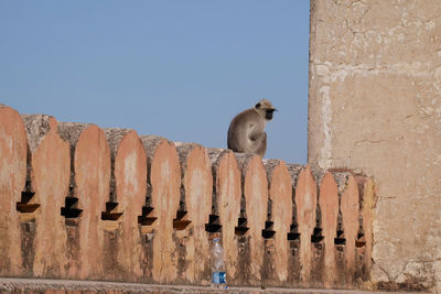 View of sheep against wall