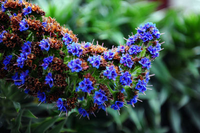 Close-up of purple flowers blooming outdoors