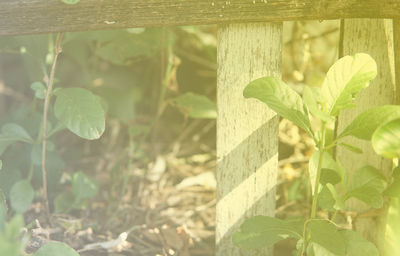 Close-up of plants