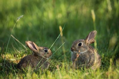 Wild rabbits on grassy field