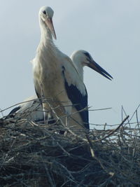 Close-up of bird perching on nest