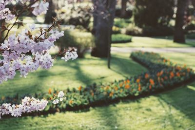 Close-up of cherry blossoms in park