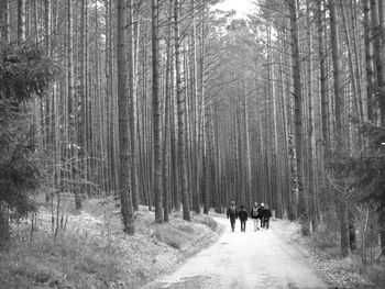 View of trees in forest