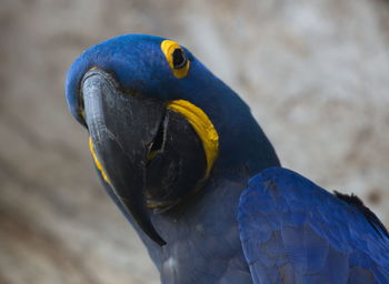 Closeup of blue hyacinth macaw anodorhynchus hyacinthinus looking at camera pantanal, brazil.