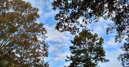 Low angle view of trees against cloudy sky