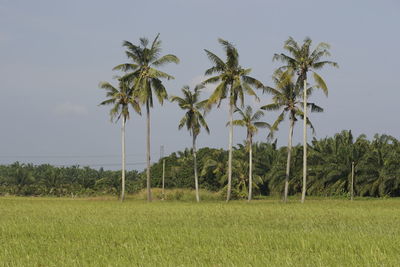 Palm trees on field against sky