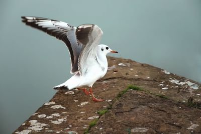 Seagull flying over a rock