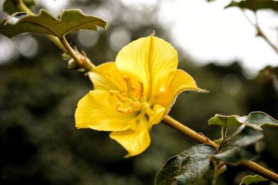 Close-up of yellow flower blooming outdoors