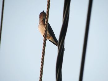 Low angle view of bird perching against clear sky