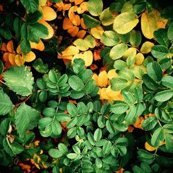 Full frame shot of leaves