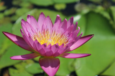 Close-up of pink water lily in pond