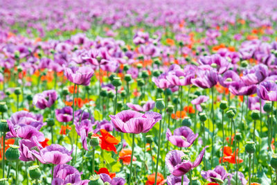 Close-up of colorful tulips in field