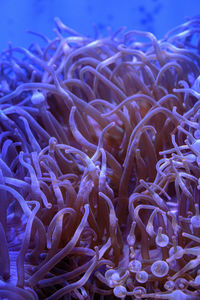 Close-up of coral in sea