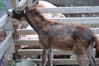 Brown horse cart on staircase