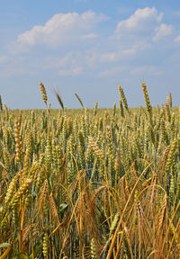 Close-up of wheat field against sky