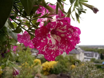 Close-up of red flower growing on tree