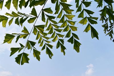 Low angle view of leaves against sky