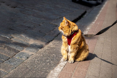 Large red domestic frightened cat in harness and on leash sits on sidewalk on and looks at owner