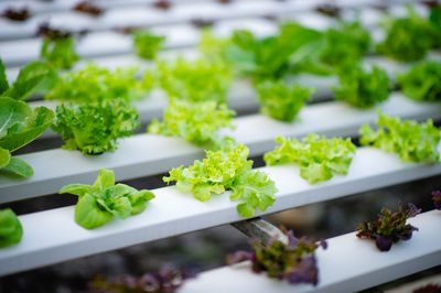 The young man and his salad garden and his happy smile