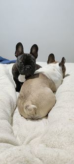 View of a dog resting on bed