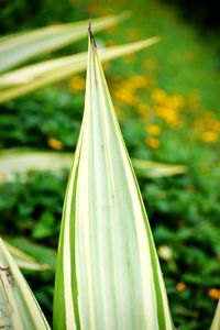 Close-up of leaf on field