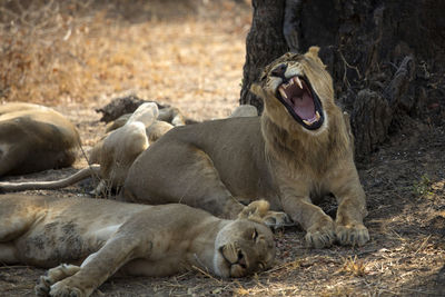 Lion relaxing outdoors