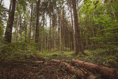 Trees in forest