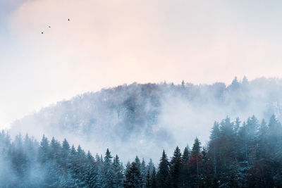 Scenic view of foggy forest against sky