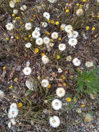 High angle view of white flowering plants on field