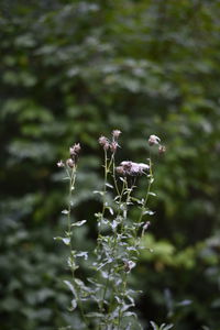 Close-up of white flowering plant