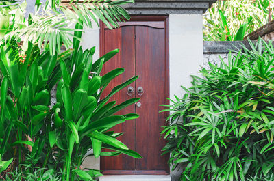 Close-up of potted plant against building