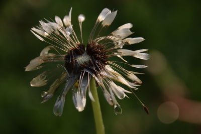 Close-up of flowering plant