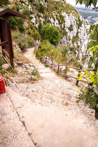 Footpath amidst trees