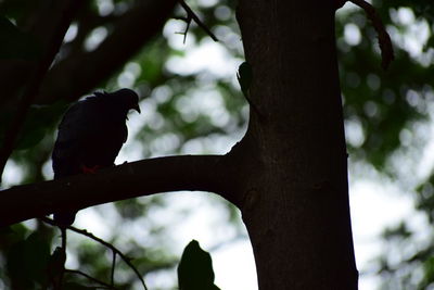 Low angle view of bird perching on branch