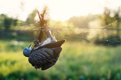 Close-up of bird perching on nest