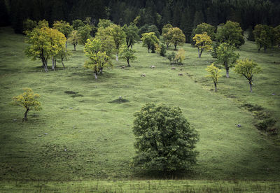 Trees on field